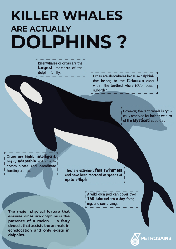 A whale is than a dolphin. A Dolphin или an Dolphin. A Dolphin is Cleverer than a Whale. Dolphin перевод.