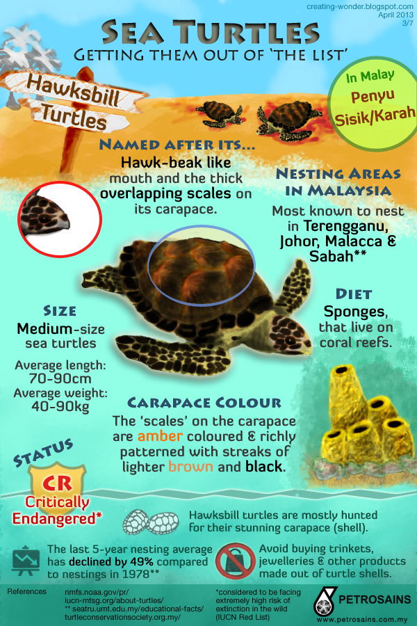 Part 3/7: Hawksbill Turtles - Petrosains