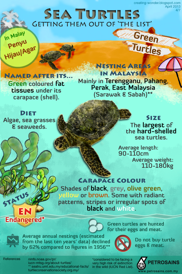 Part 4/7: Green Turtles - Petrosains